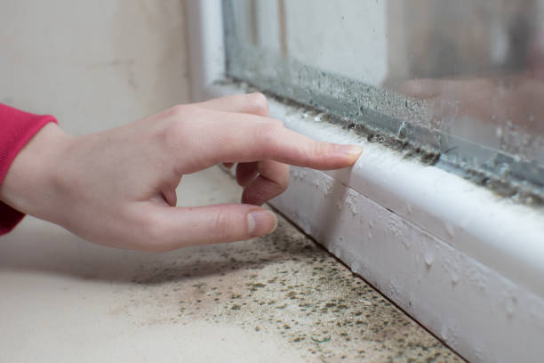 Mold Odor Removal Services